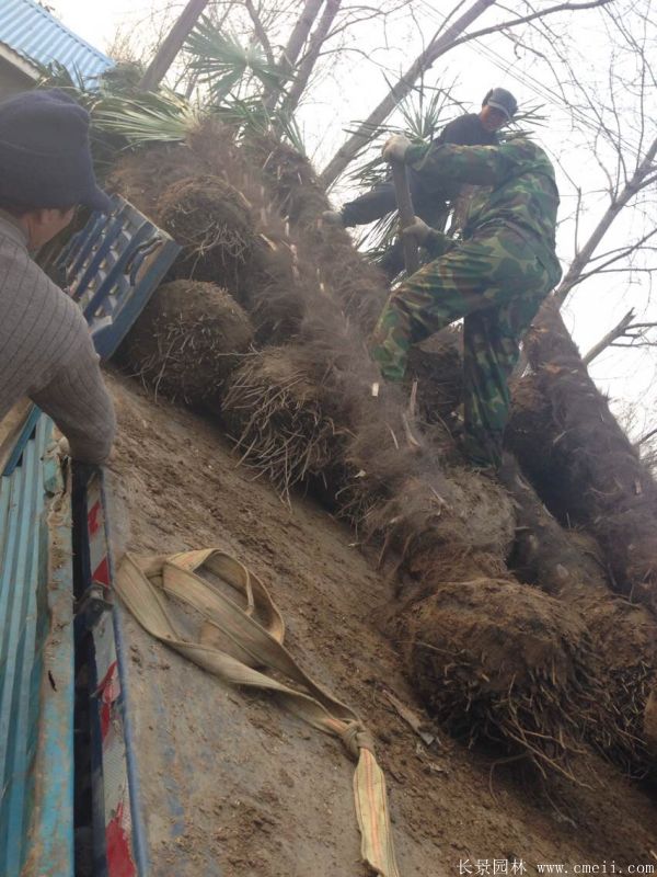 棕榈图片棕榈树基地实拍