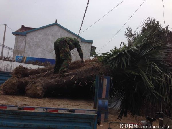 棕榈图片棕榈树基地实拍