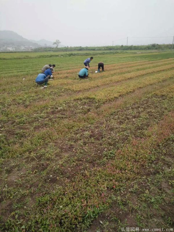 枫树图片枫树基地实拍