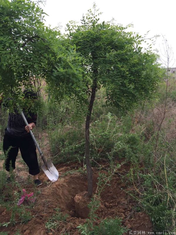 龙爪槐图片龙爪槐基地实拍