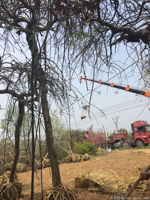 垂槐图片垂槐基地实拍