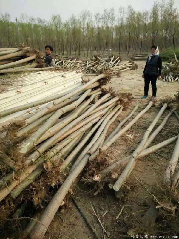 青皮垂柳图片青皮垂柳基地实拍