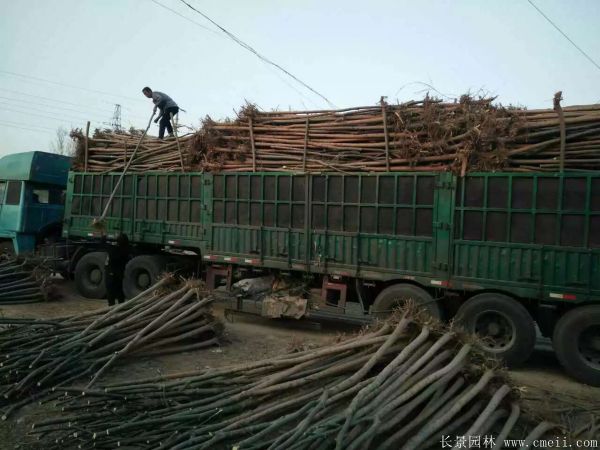 青皮垂柳图片青皮垂柳基地实拍