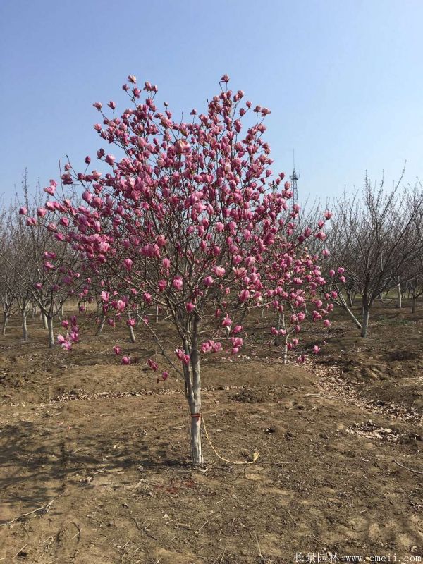 紫玉兰图片紫玉兰基地实拍