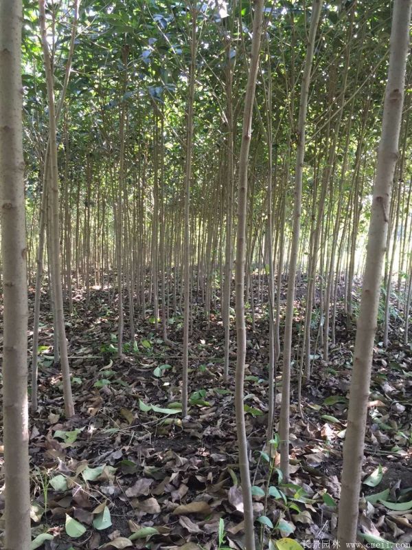 高杆女贞图片高杆女贞基地实拍