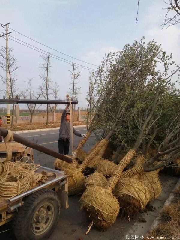 木瓜树图片木瓜树基地实拍