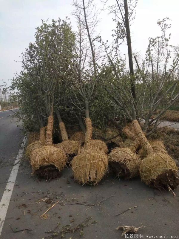 木瓜树图片木瓜树基地实拍