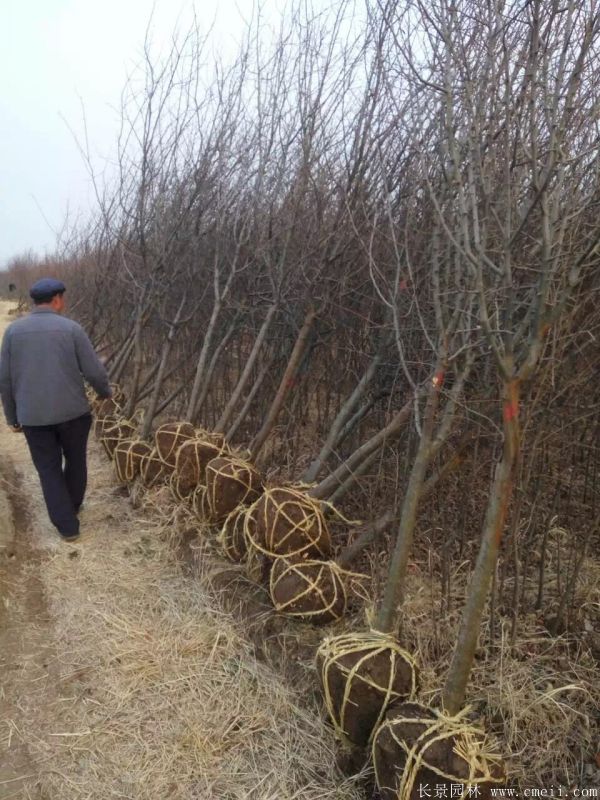 木瓜树图片木瓜树基地实拍