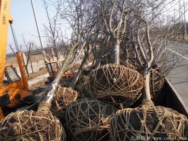 木瓜树图片木瓜树基地实拍