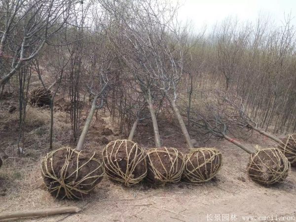 木瓜树图片木瓜树基地实拍