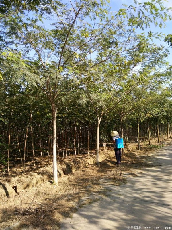 合欢树图片合欢树基地实拍