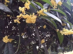 桂花树