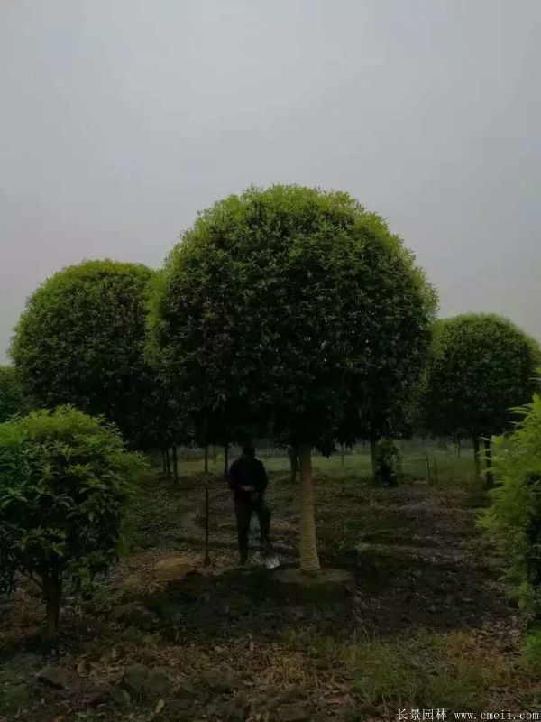 桂花树图片桂花树基地实拍