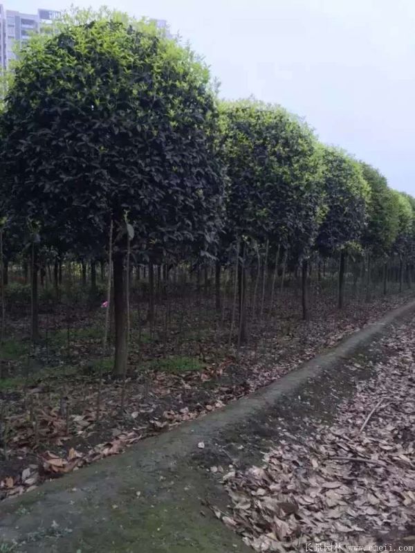 桂花树图片桂花树基地实拍