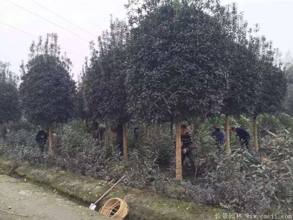 桂花树图片桂花树基地实拍