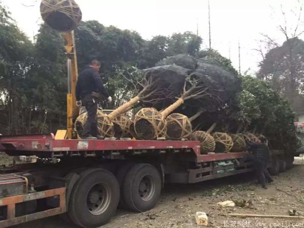 桂花树图片桂花树基地实拍