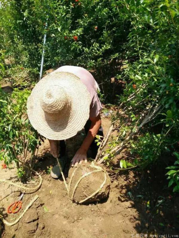 石榴树图片石榴树基地实拍