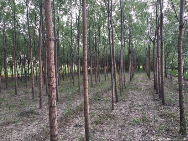 馒头柳图片馒头柳基地实拍