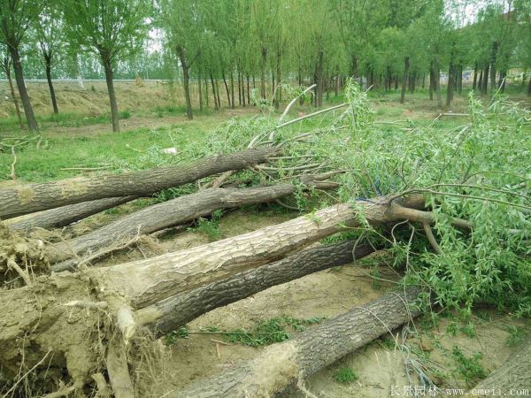 馒头柳图片馒头柳基地实拍