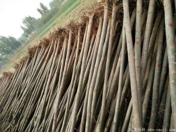 馒头柳图片馒头柳基地实拍