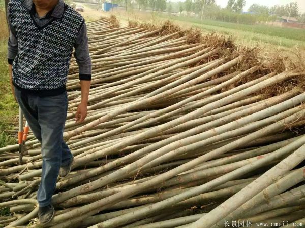 馒头柳图片馒头柳基地实拍