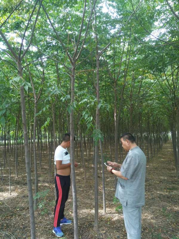 苦楝树图片苦楝树基地实拍