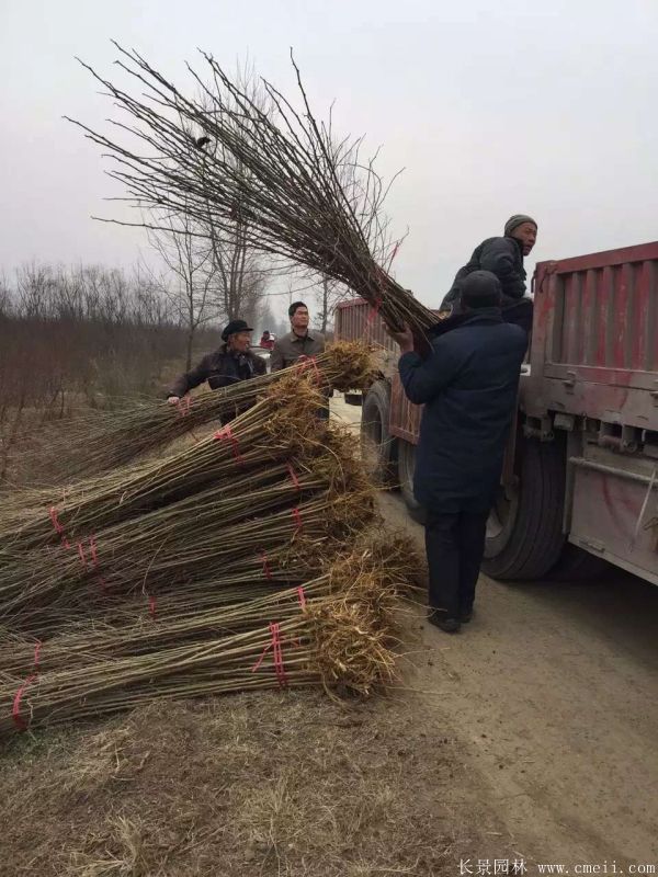 桑树苗图片桑树基地实拍