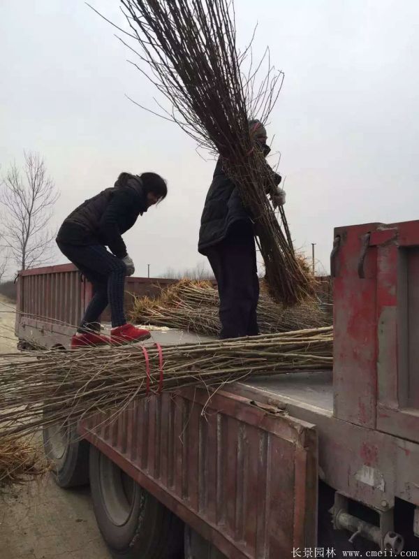 桑树苗图片桑树基地实拍