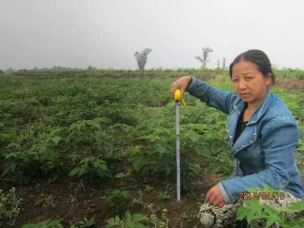 构树种子发芽出苗图片