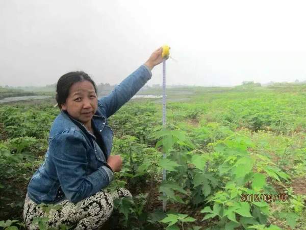 苟树图片苟树基地实拍