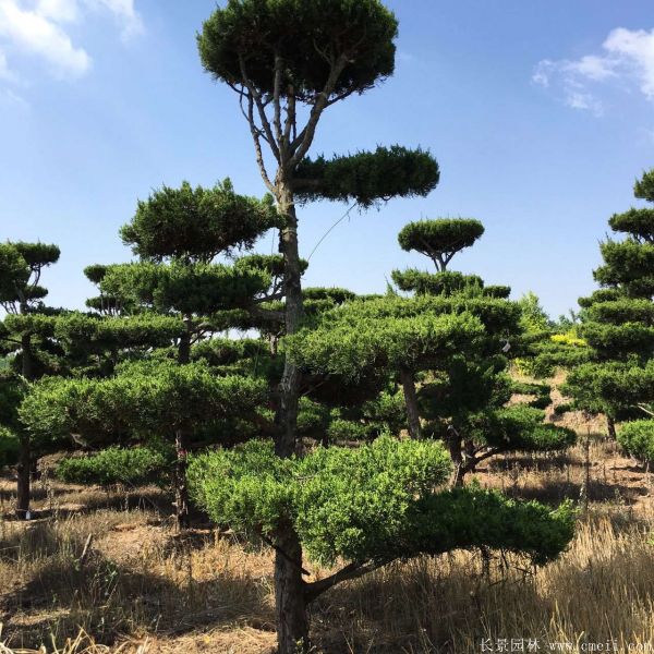 龙柏造型树图片龙柏造型树基地实拍