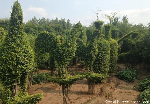 小叶女贞造型树图片基地实拍