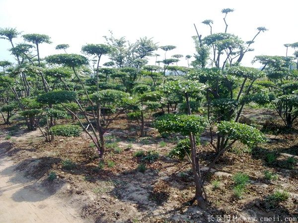 小叶女贞造型树图片基地实拍 小叶女贞造型树图片基地实拍