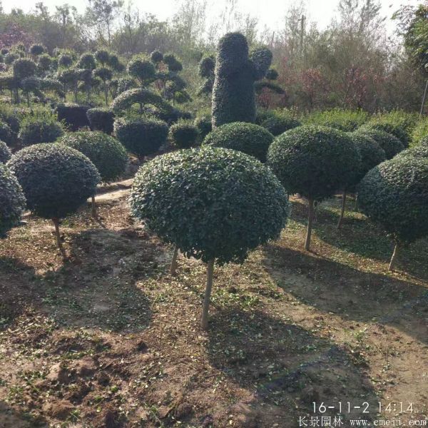 小叶女贞造型树图片基地实拍