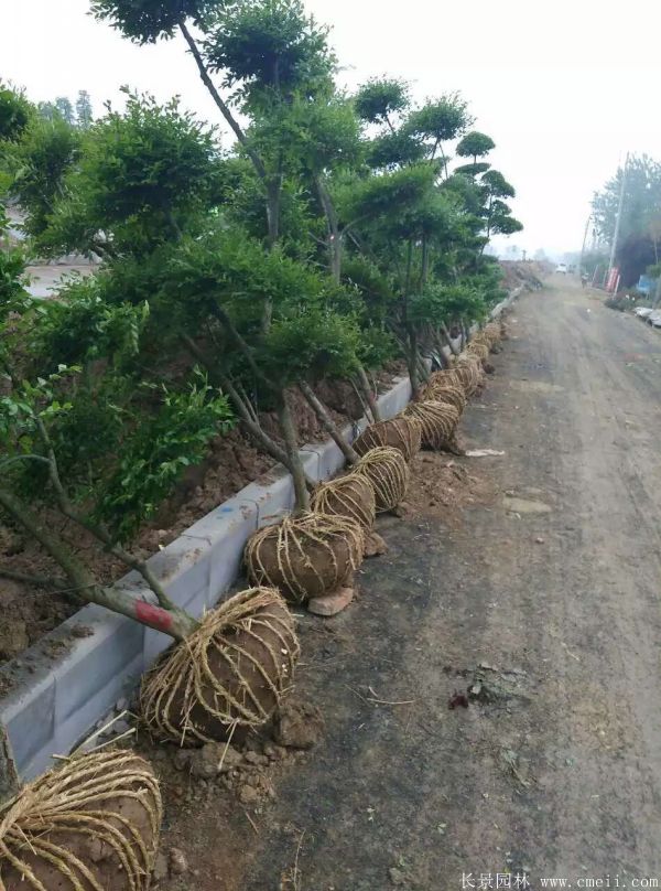 小叶女贞造型树图片基地实拍