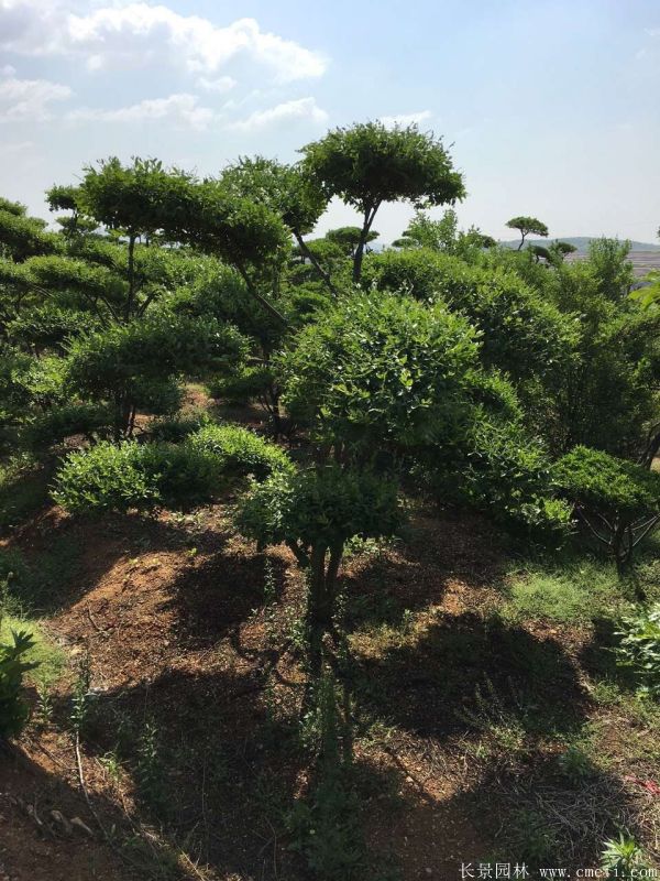 小叶女贞造型树图片基地实拍