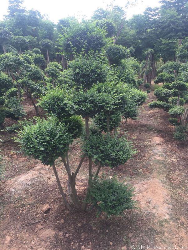 小叶女贞造型树图片基地实拍