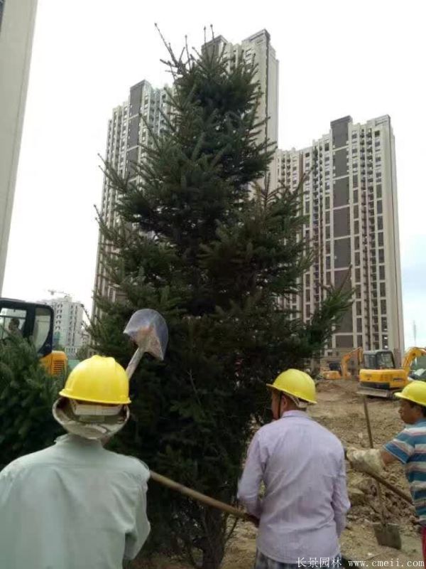 云杉图片基地实拍 云杉图片基地实拍