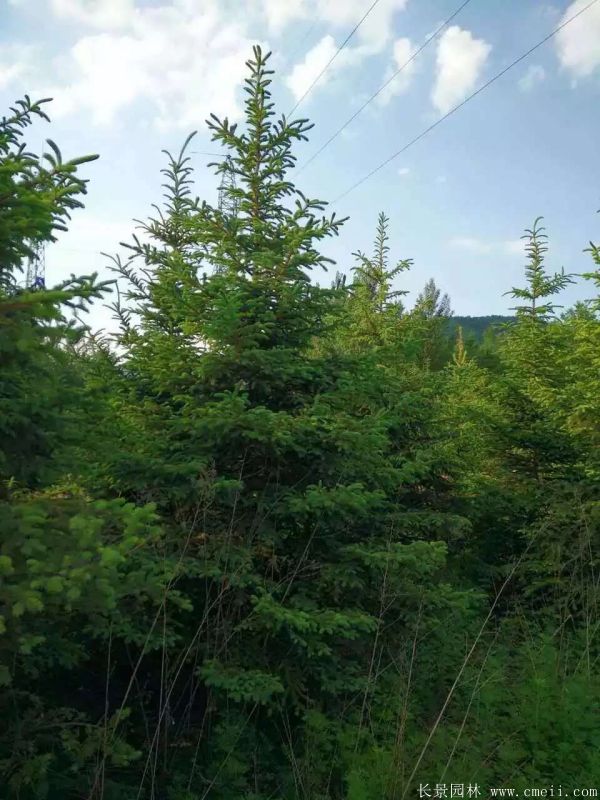 云杉图片基地实拍 云杉图片基地实拍