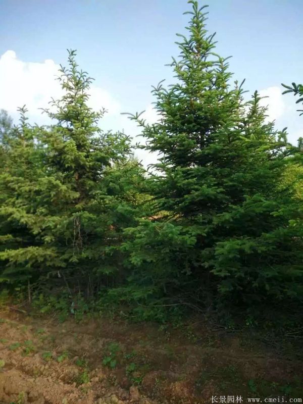 云杉图片基地实拍 云杉图片基地实拍