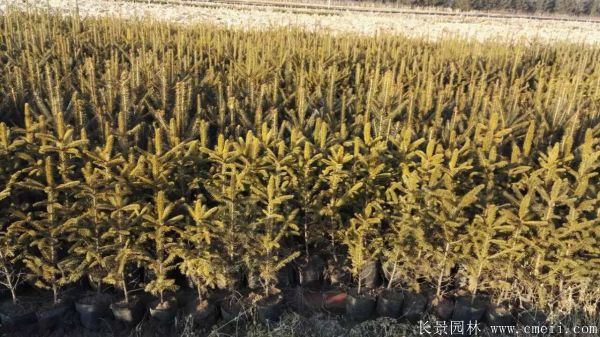 云杉图片基地实拍 云杉图片基地实拍