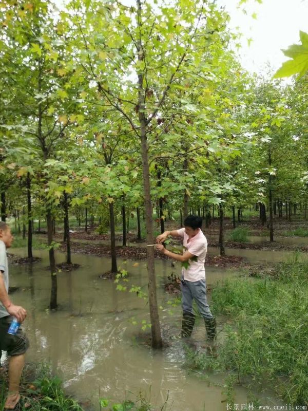 枫香图片枫香基地实拍