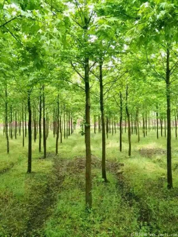 枫香图片枫香基地实拍