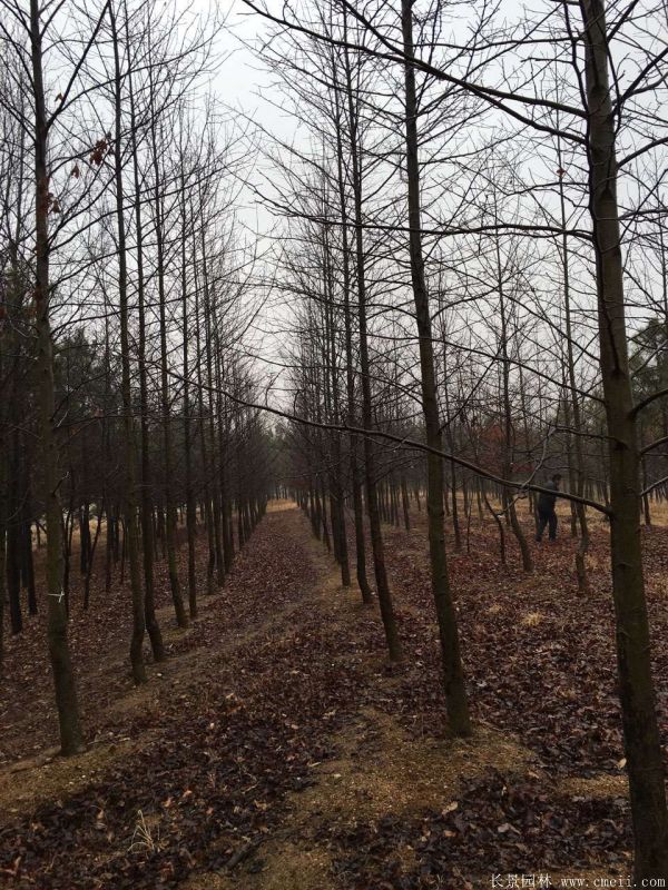 枫香图片枫香基地实拍