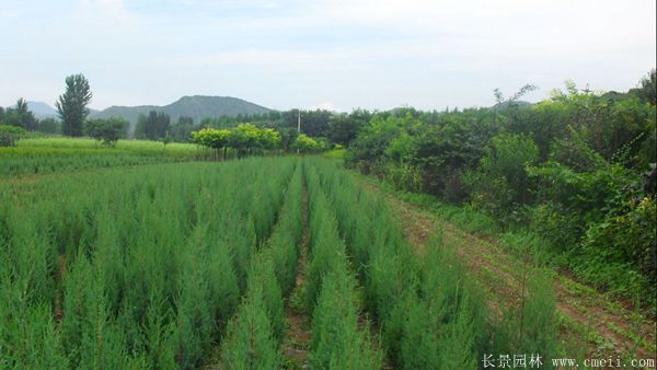 铅笔柏图片铅笔柏基地实拍