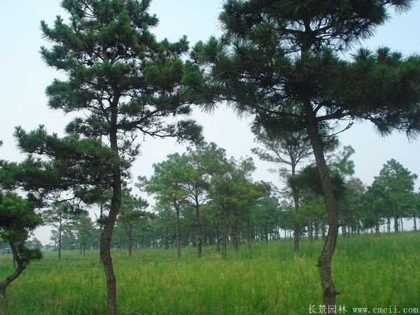 黑松图片黑松基地实拍