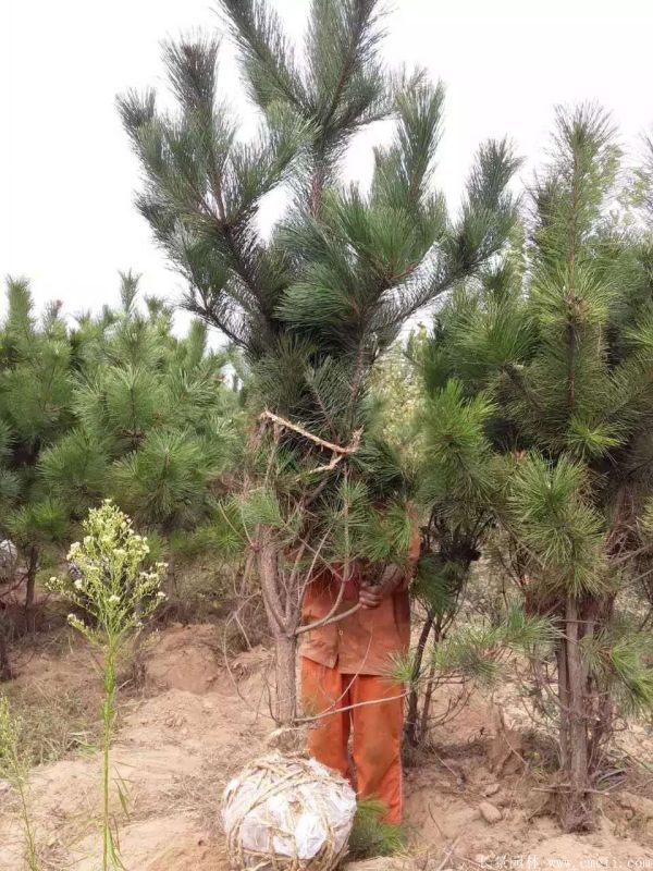 黑松图片黑松基地实拍