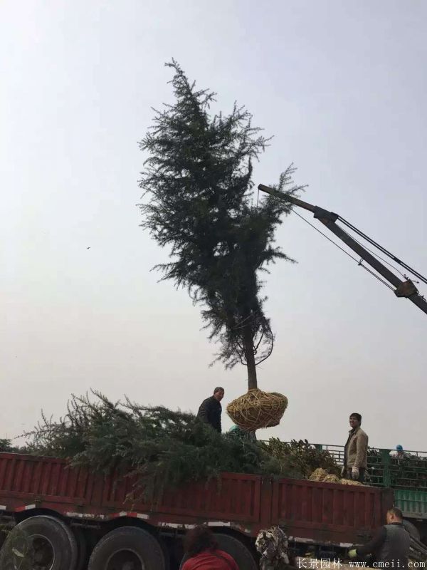 雪松图片雪松基地实拍