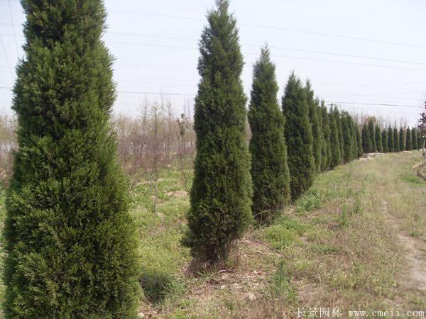 蜀桧图片蜀桧基地实拍