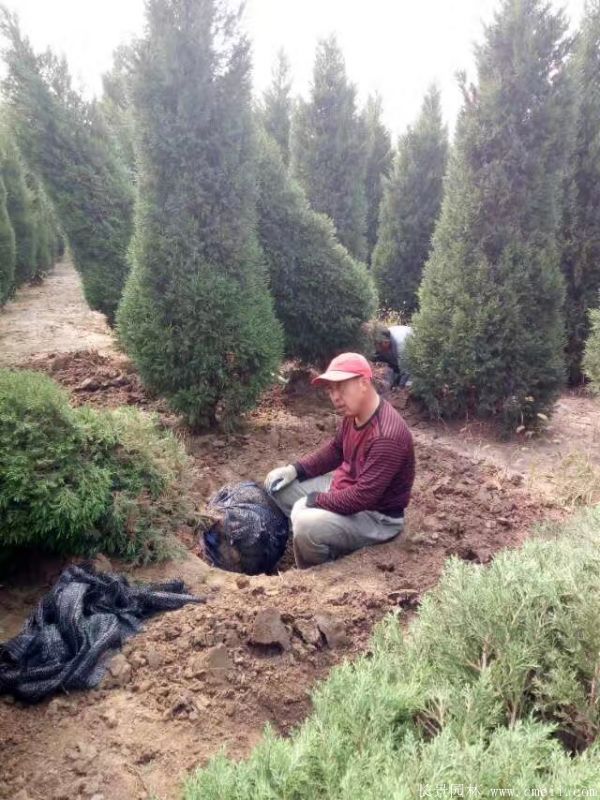 望都塔桧图片基地实拍